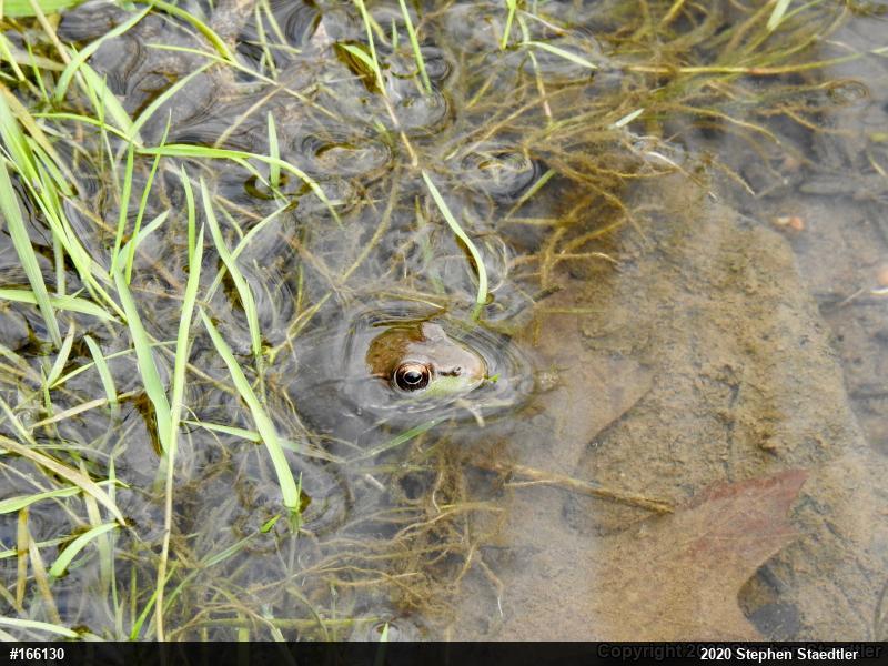 Green Frog