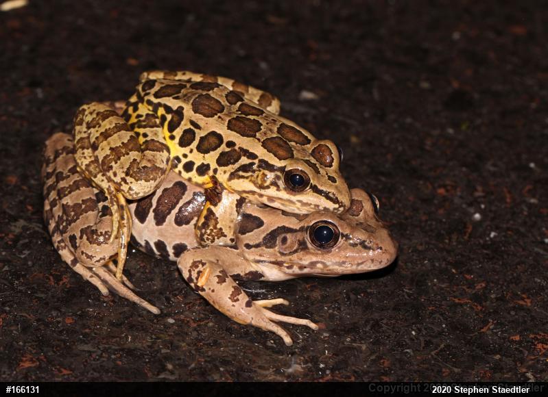 Pickerel Frog