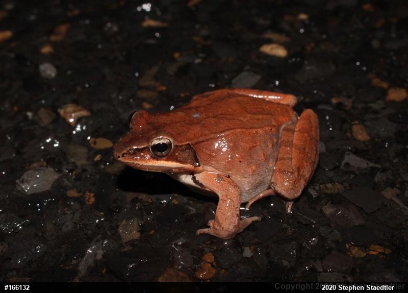 Wood Frog
