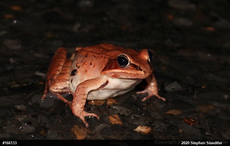 Wood Frog