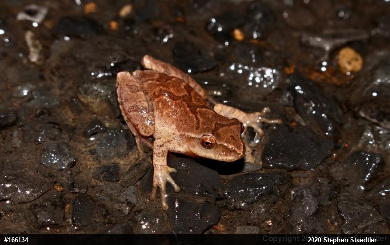 Spring Peeper