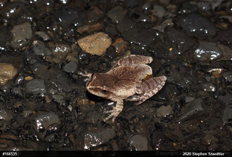 Spring Peeper