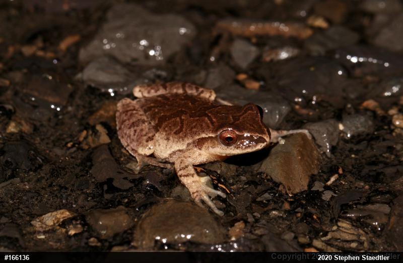 Spring Peeper