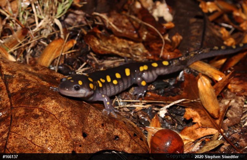 Spotted Salamander