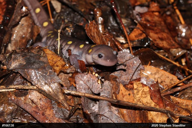 Spotted Salamander