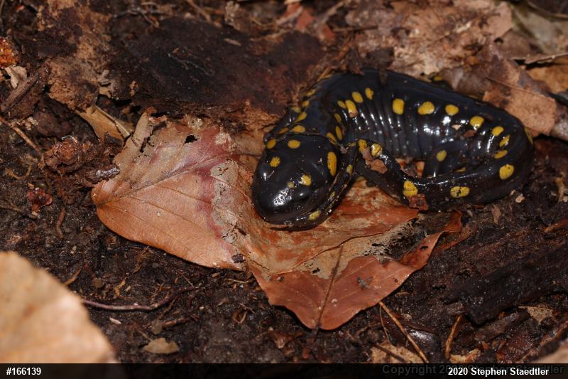 Spotted Salamander