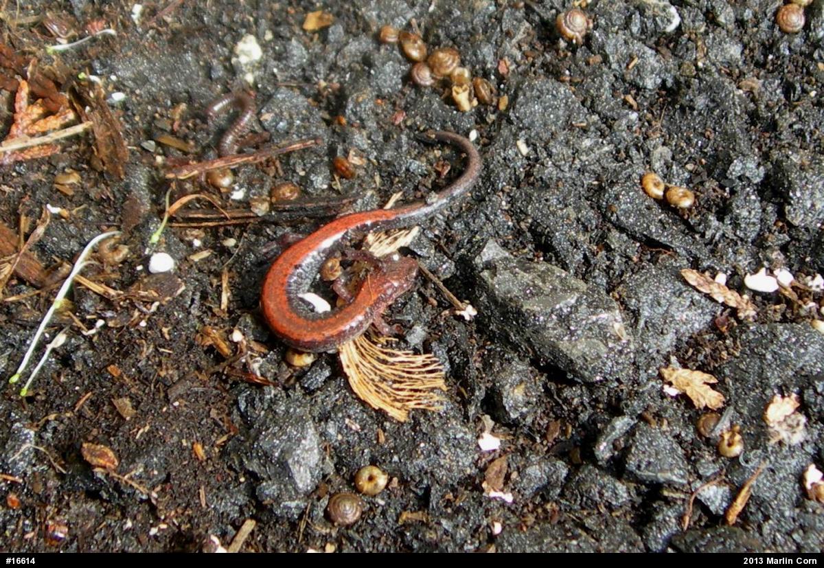 Eastern Red-backed  Salamander
