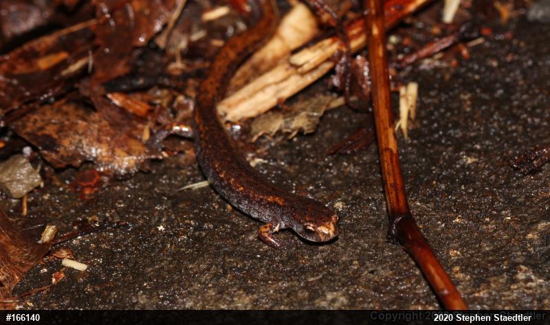 Four-toed Salamander