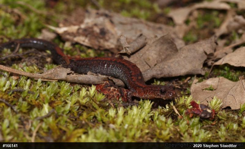 Eastern Red-backed  Salamander