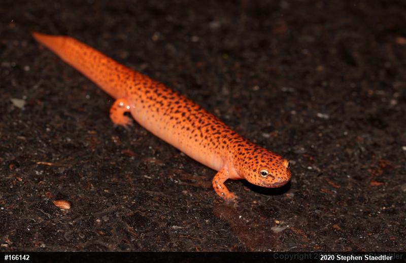Northern Red Salamander