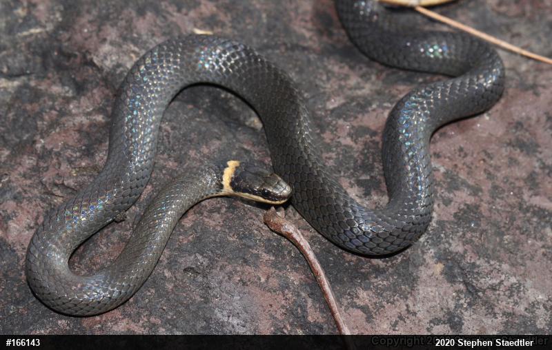 Northern Ring-necked Snake
