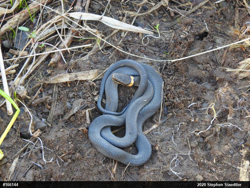 Northern Ring-necked Snake