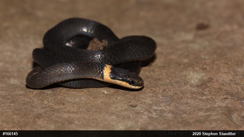 Northern Ring-necked Snake