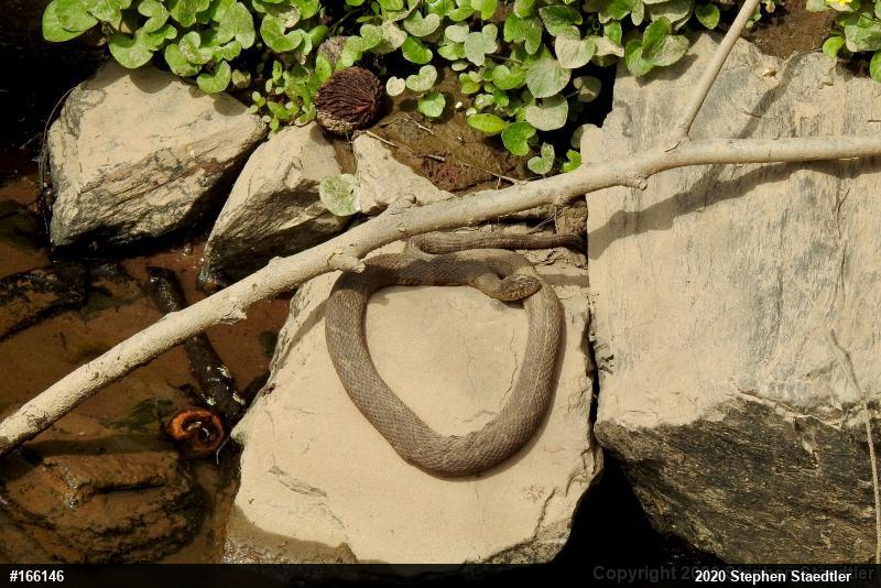 Northern Watersnake