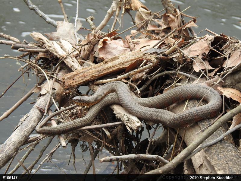 Northern Watersnake