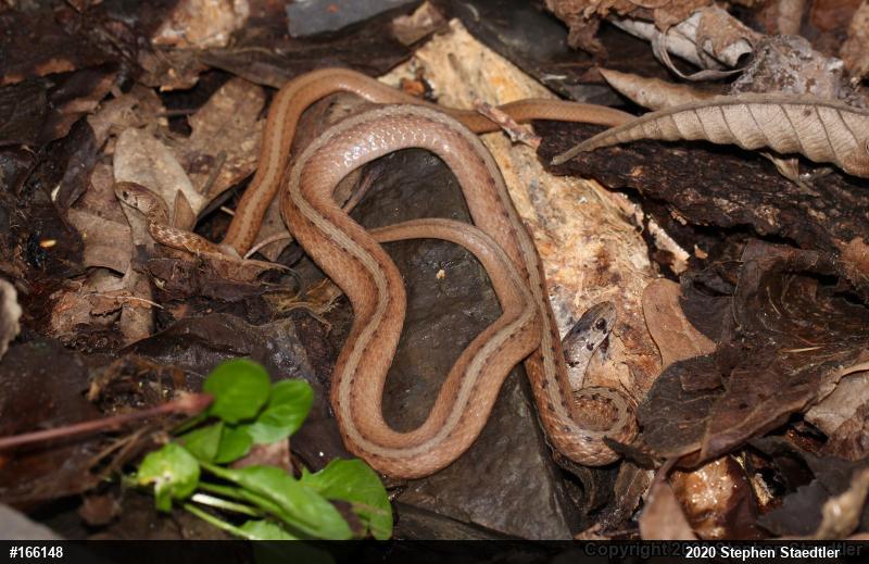 Dekay's Brownsnake