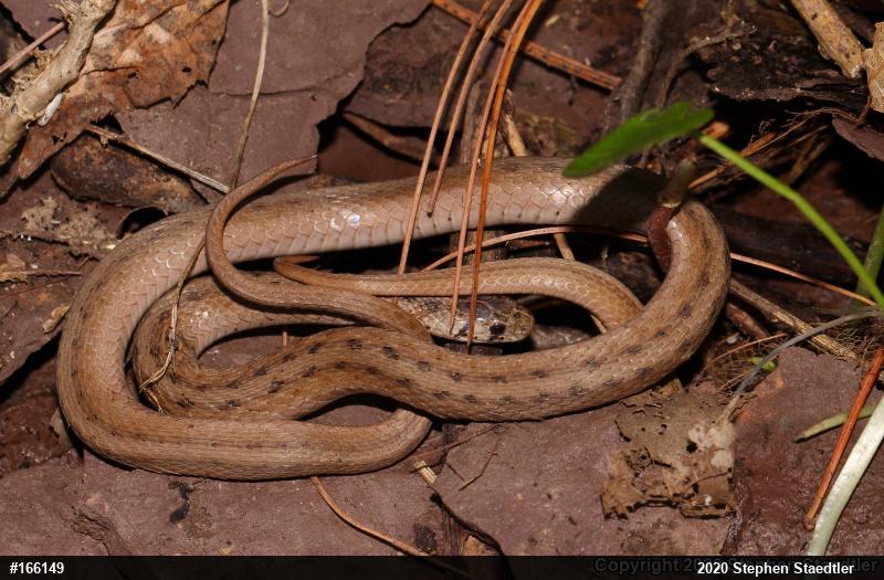 Dekay's Brownsnake