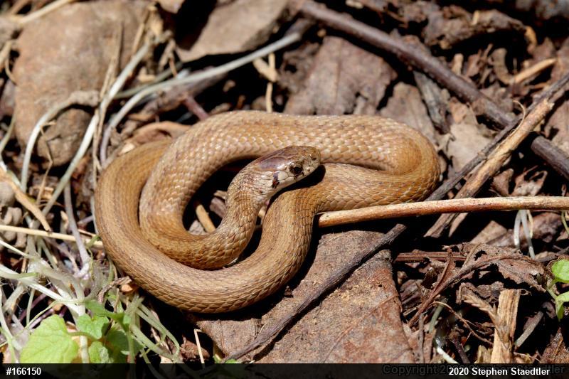 Dekay's Brownsnake