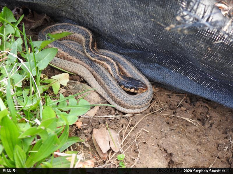 Eastern Gartersnake