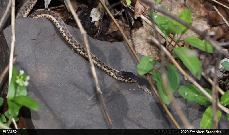 Eastern Gartersnake