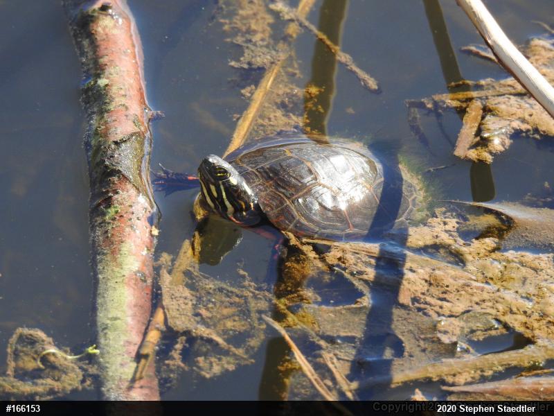 Eastern Painted Turtle
