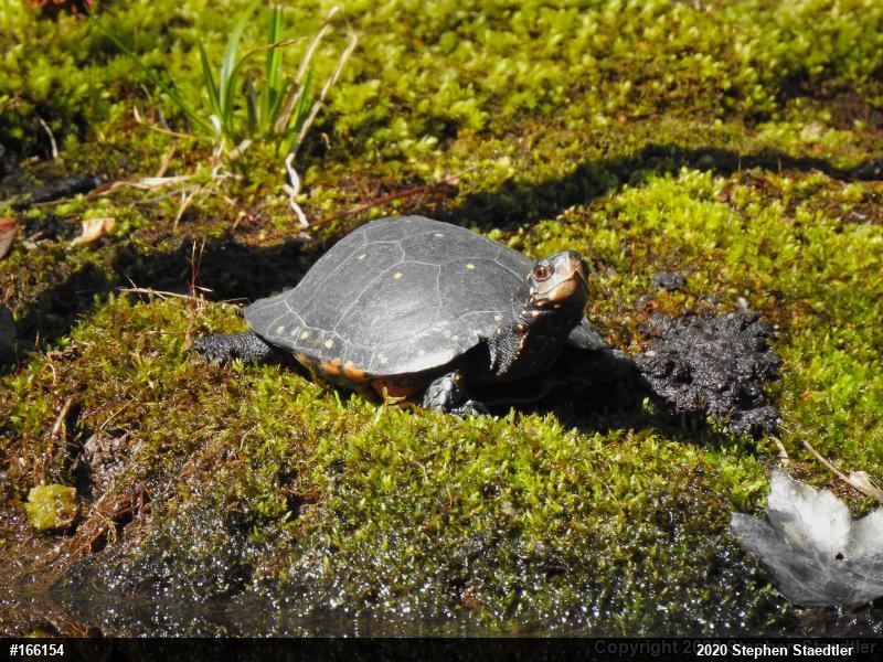 Spotted Turtle