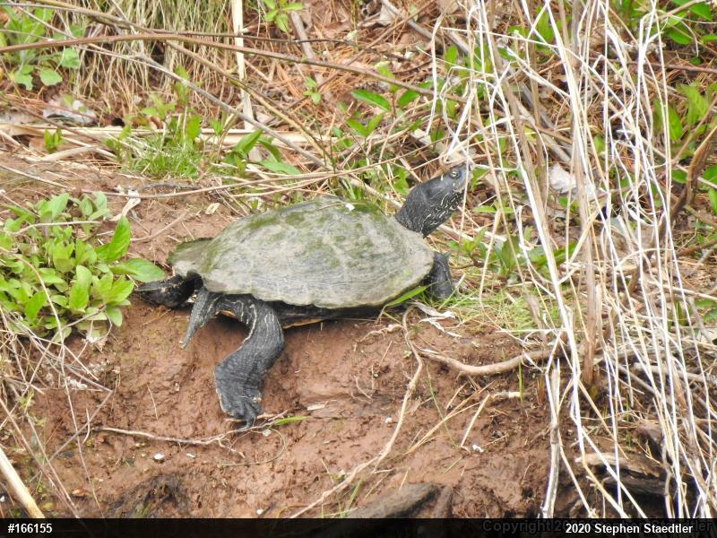 Northern Map Turtle