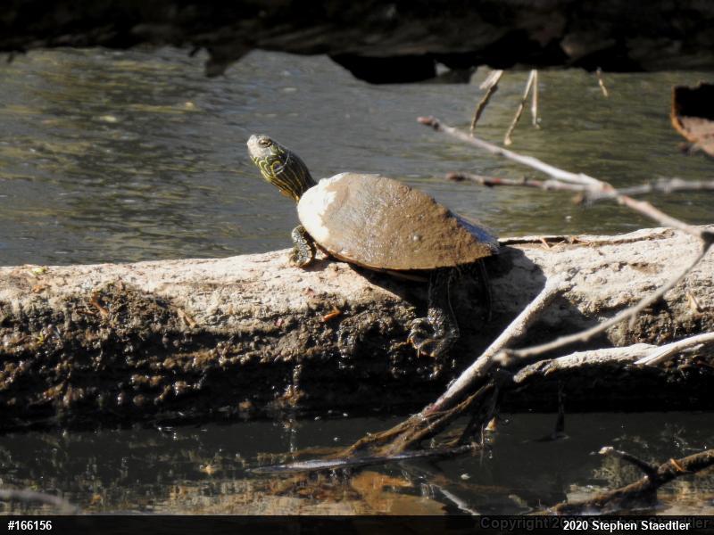Northern Map Turtle