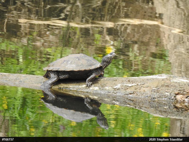Northern Map Turtle