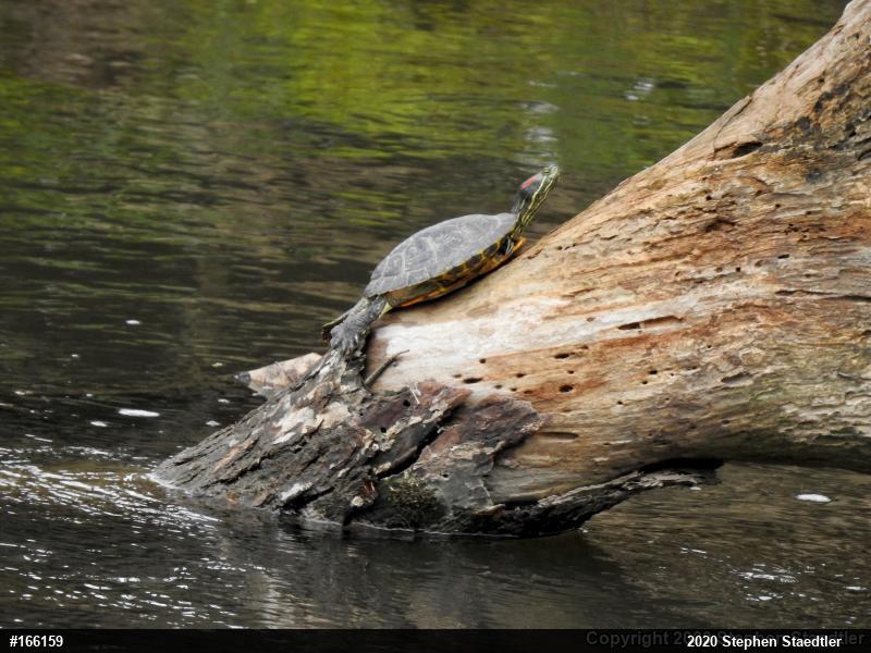 Red-eared Slider