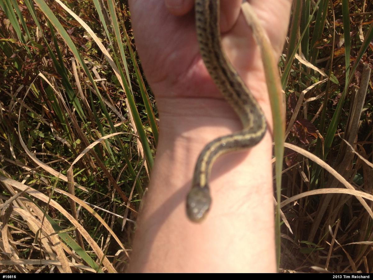 Eastern Gartersnake