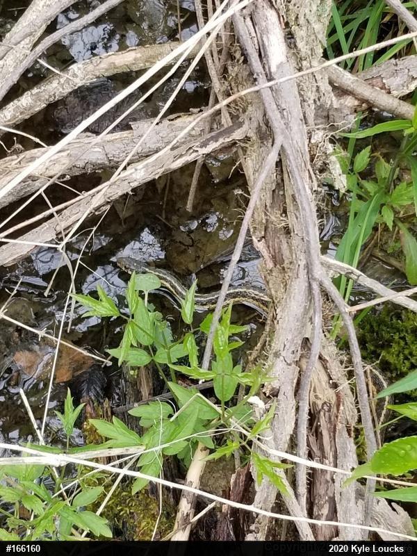 Eastern Gartersnake