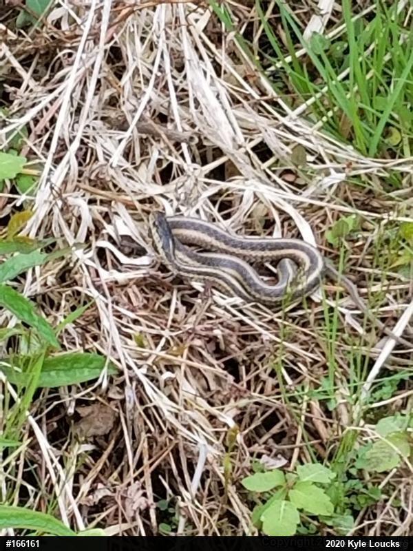 Eastern Gartersnake