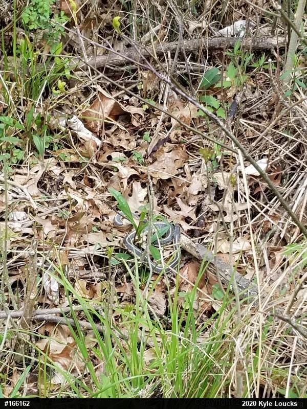 Eastern Gartersnake
