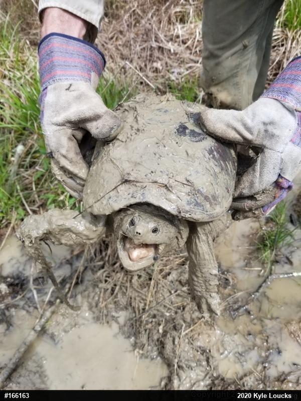 Snapping Turtle