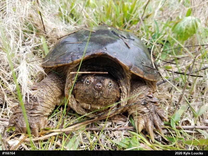 Snapping Turtle