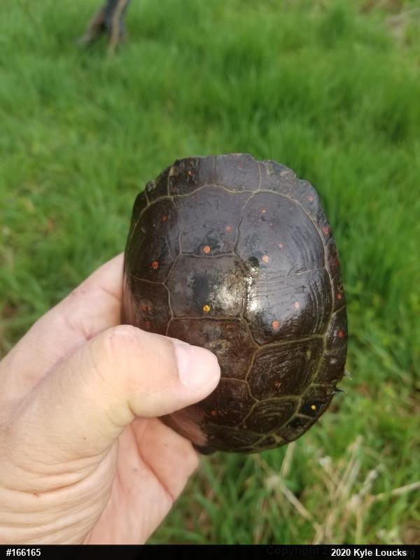 Spotted Turtle