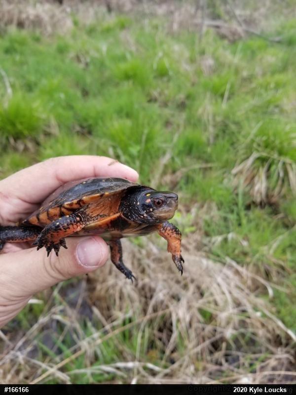 Spotted Turtle