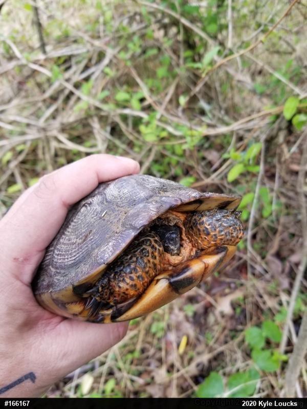 Wood Turtle