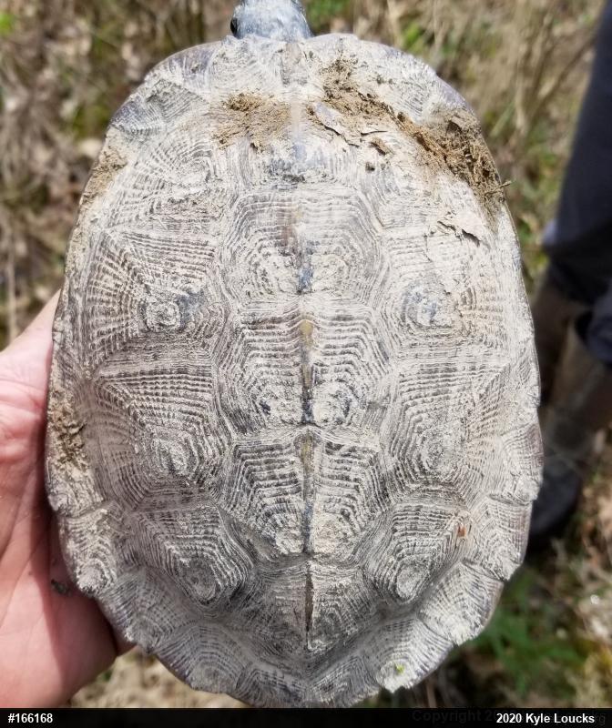 Wood Turtle