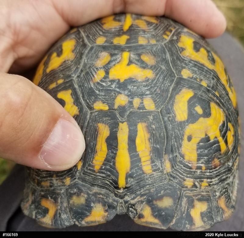 Eastern Box Turtle