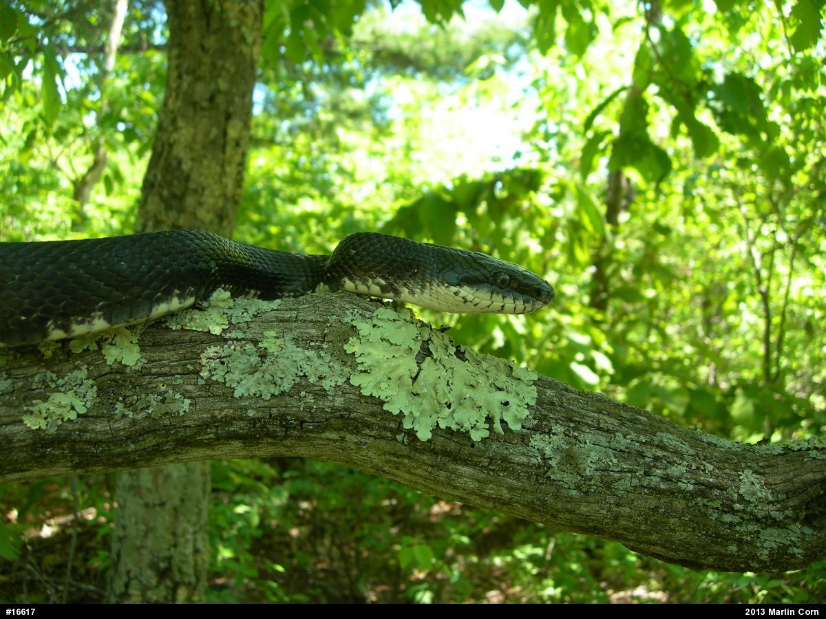 Eastern Ratsnake