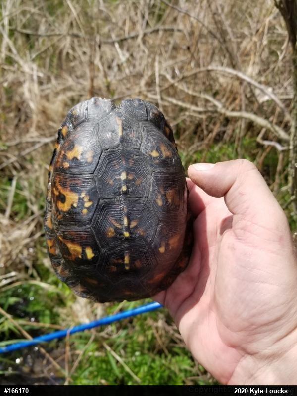 Eastern Box Turtle