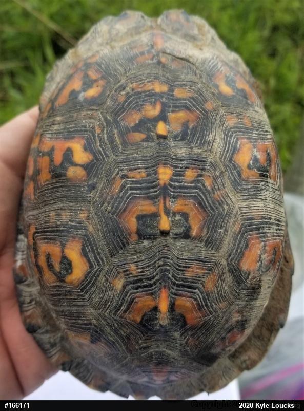 Eastern Box Turtle