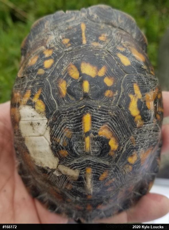 Eastern Box Turtle