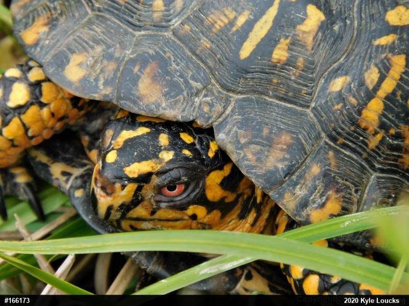 Eastern Box Turtle