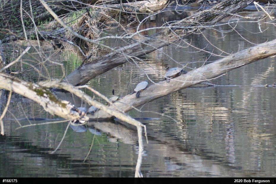 Red-eared Slider