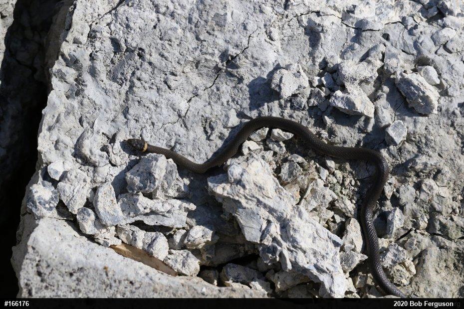 Northern Ring-necked Snake