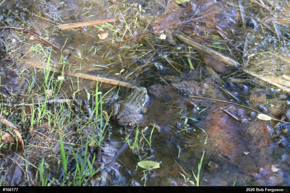 Green Frog