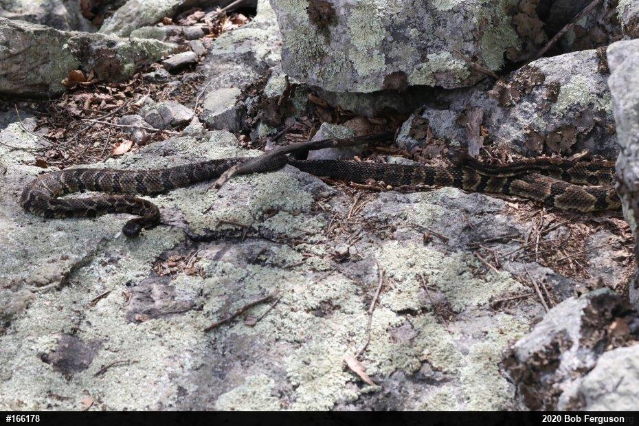 Timber Rattlesnake